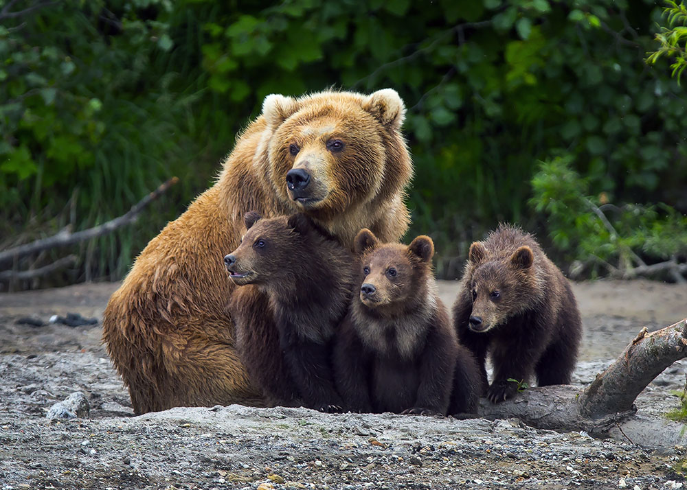 brown bear family