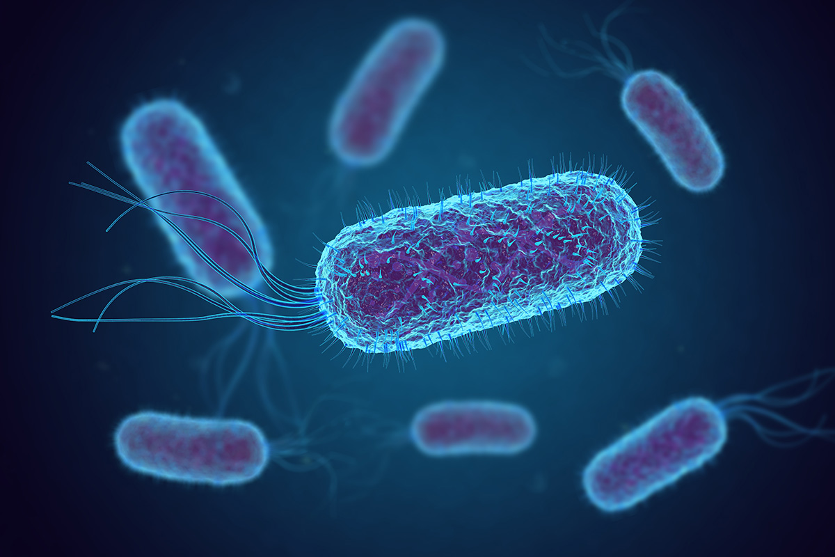 e coli bacteria