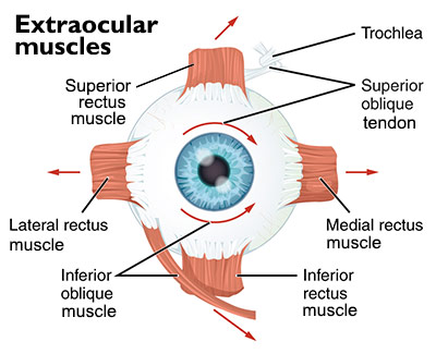 illustration of extraocular muscles