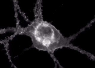 Fluorescent sensor illuminates a neuron receiving and communicating signals