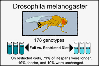 illustration of fruit fly and diet experiment