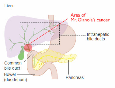 illustration of liver, bile ducts, pancreas and intestine