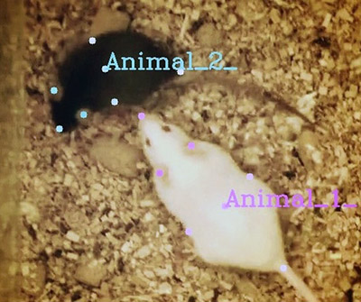 A video frame of two mice whose behavior is being analyzed by SimBA. The dots represent the body parts being tracked by the program. Image: Nastacia Goodwin