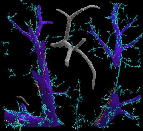 Liver reconstruction central and portal vein