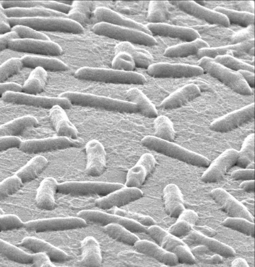 Electron micrograph of pseudomas bacteria on a surface