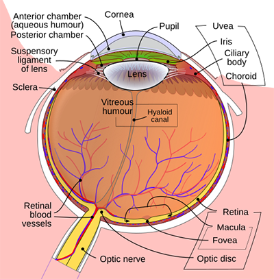 schematic diagram of the human eye