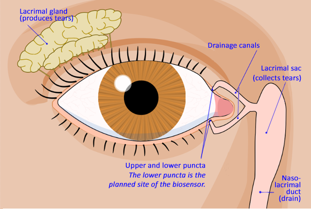 illustration of parts of the human eye's tear-duct system