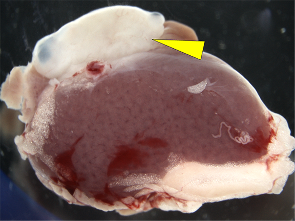 image of a mouse kidney containing a human graft (yellow arrowhead). The mouse kidney is about 1 cm in size.