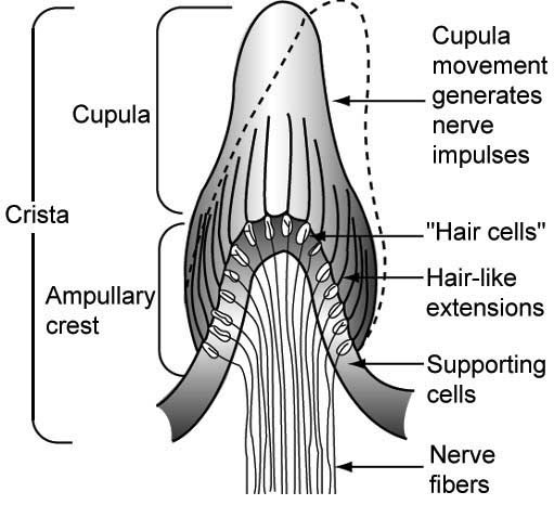 illustration of inner ear structures