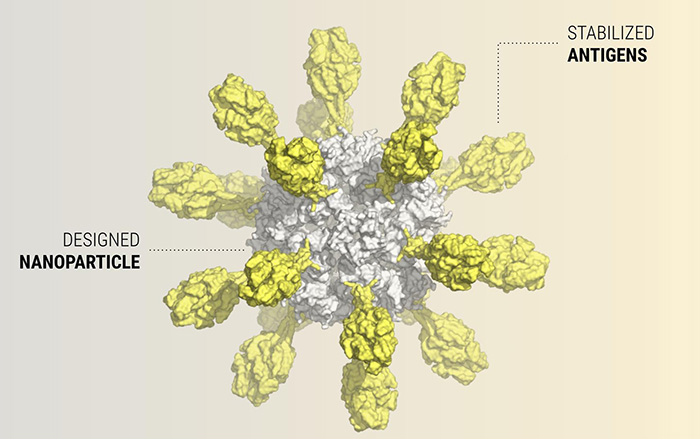 designed nanoparticle RSV vaccine candidate