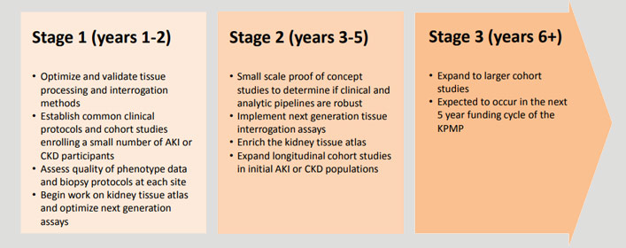 steps in the kidney project's three stages