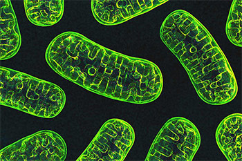 super magnified image of mitochondria