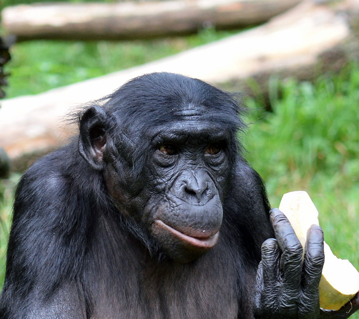Mhudiblu female bonobo