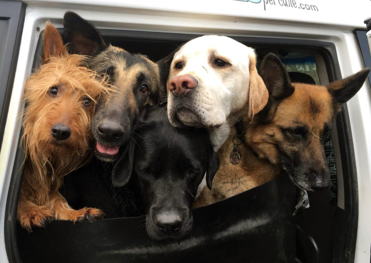 dogs in day care van