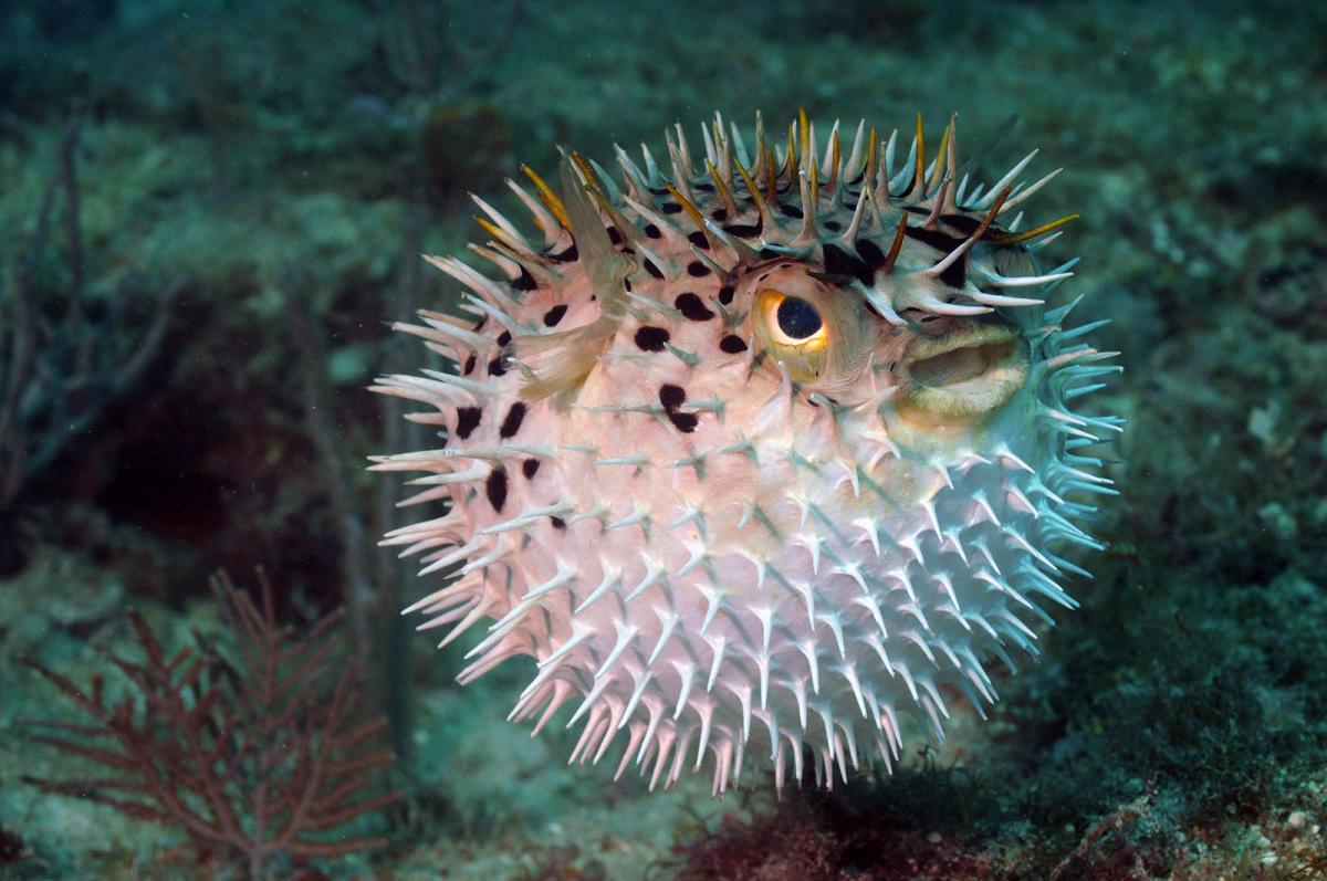 puffer fish