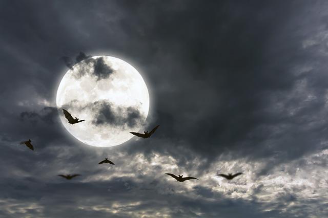 Scientists explore cell receptors for several bat viruses to better understand how some zoonotic diseases emerge.