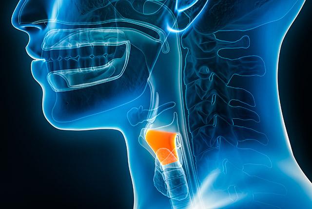 illustration of a human larynx