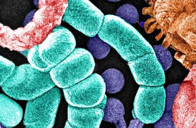 collection of microbes living and interacting in the same location as a microobiome