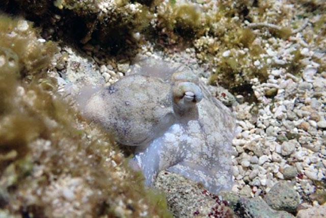 picture of sleeping octopus