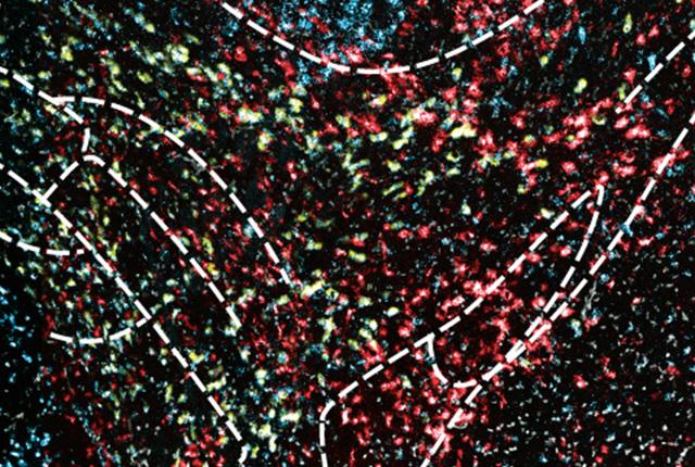 graphic illustration of two ion channels in a brain that control dopamine release