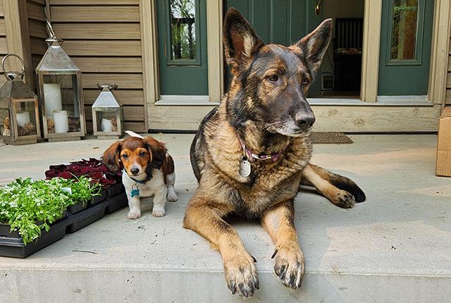 picture of two dogs on a front porch
