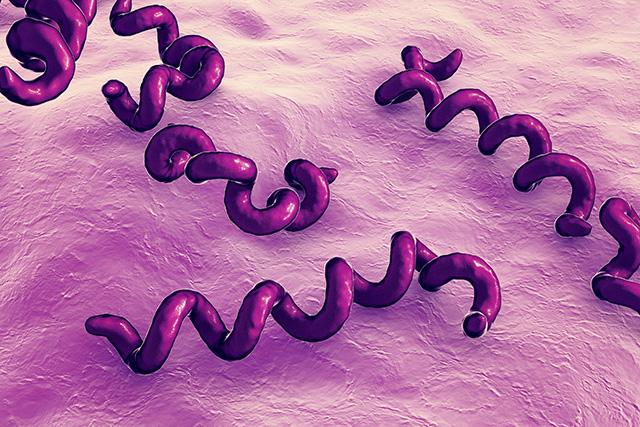 Artist's rendering of the spiral-shaped syphilis bacteria, Treponema pallidum.