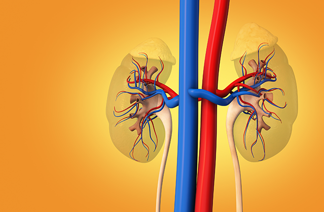 illustration of human kidneys and bloodflow