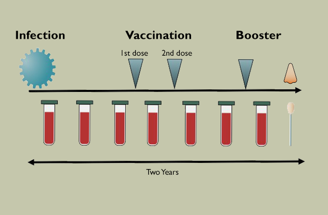 Blood tests were given to participants after a COVID infection, initial vaccination series, and booster to detect immune cells. 