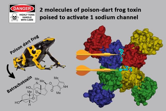 Graphic abstract of Nature Communications paper on binding of poison dart frog toxin on sodium ion channels