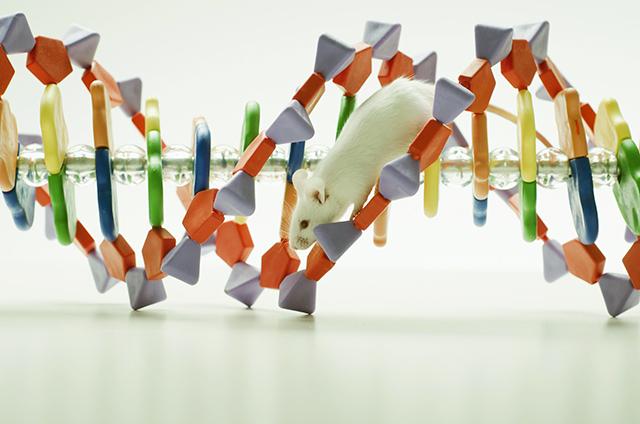 Mouse running on DNA model