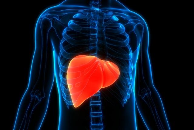 Illustration of a liver