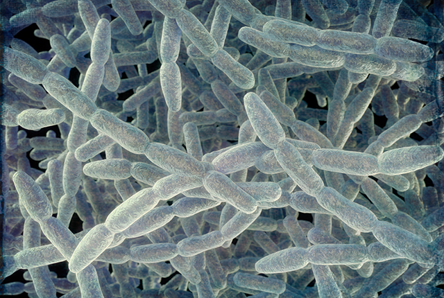 Illustration of Legionella pneumophila bacteria
