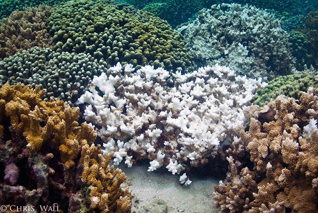 Ocean reef scene with thermally induced bleaching of coral, turning the normally algae-bedecked, colorful animal stark white.