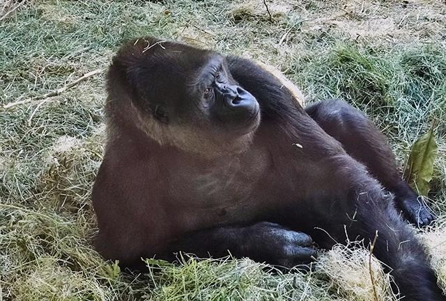 Western lowland gorilla lounging