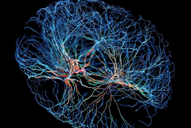 Map of neurons in the brain.