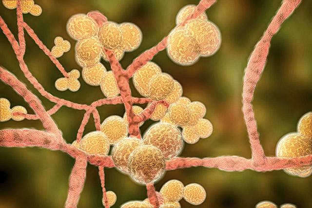 Computer illustration of the fungus Candida auris