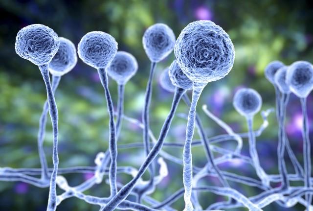 A computer illustration, enlarged to show details, of mucor fungus.