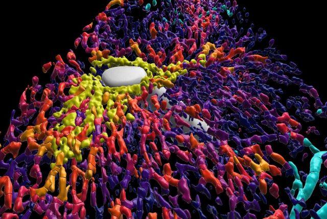 Close-up of a human liver lobule highlighting GLUL (glutamine synthetase) + liver cells surrounding the central vein (grey),