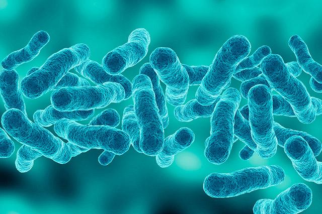 a colorized rendering of Legionella bacteria