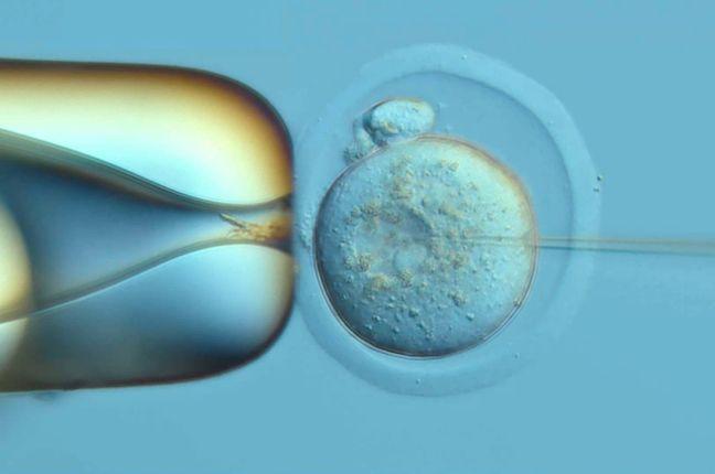 the pronuclear injection of the DNA Typewriter into a fertilized mouse egg