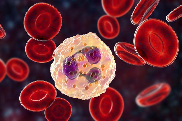 Neutrophil amid red blood cells