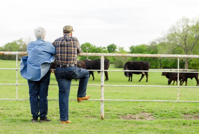 Two older adults watch cows in a field