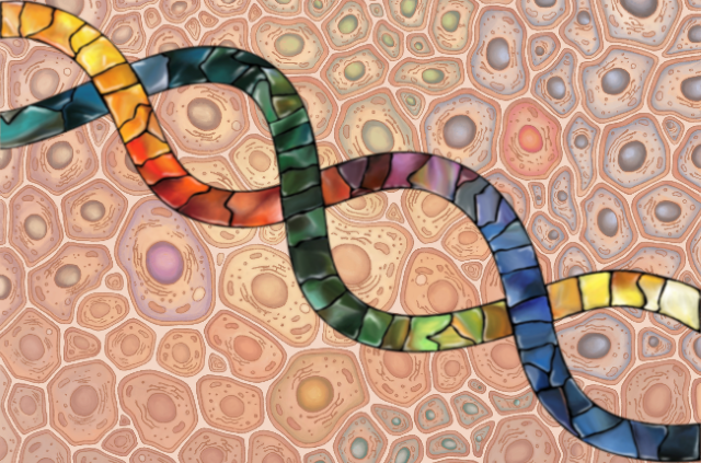 DNA image imposed on layer of cells showing somatic mosaicism