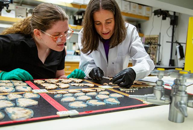 Dr. Caitlin Latimer and research procurement lead Julia Ryan examine brain tissue