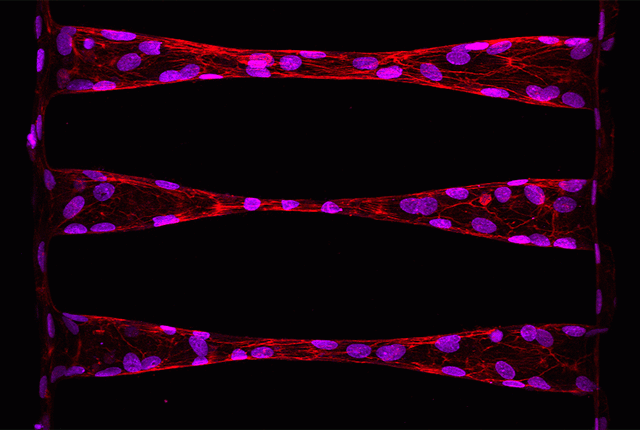 Media Name: 3d_capillary_rotation.gif