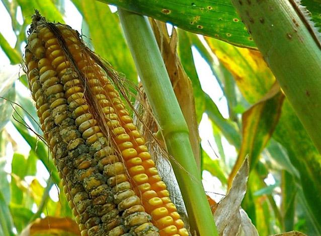 Media Name: aflavotoxin_in_corn_cropped.jpg