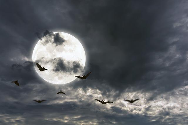 Media Name: bats_against_a_full_moon_smaller_gettyimages-1017275250.jpg