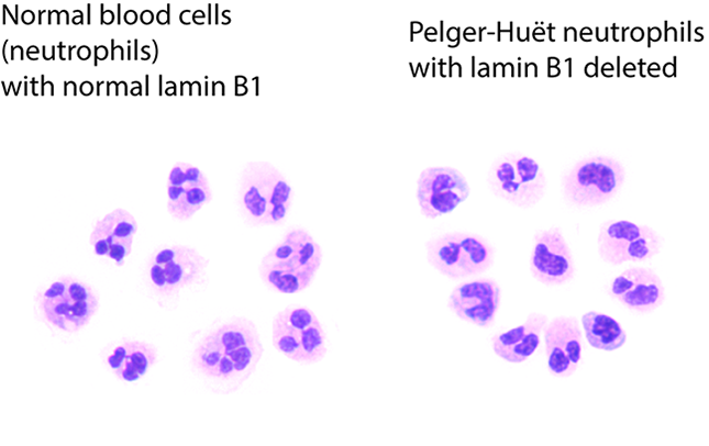 Media Name: blood_cells_3_sample_image_crop2.png