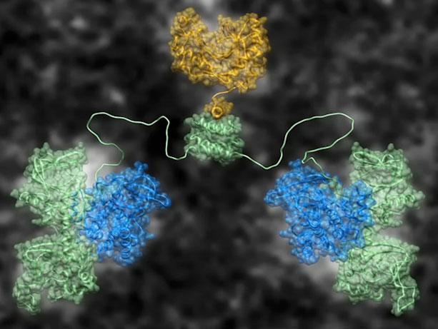 Media Name: enzyme-in-cell-cover_2.jpg