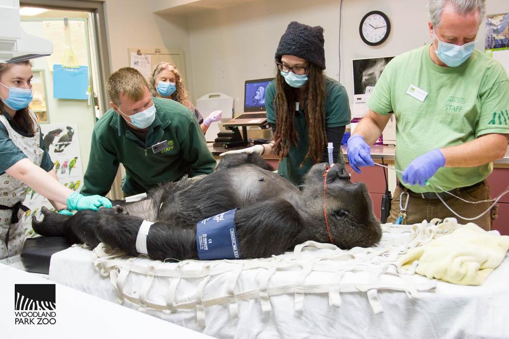 This is the image for Sports medicine specialists tend to Seattle zoo gorilla Jumoke entry